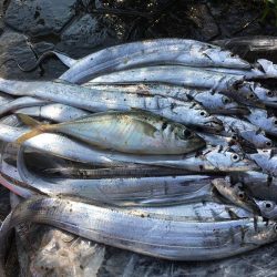 タチウオは朝がいい